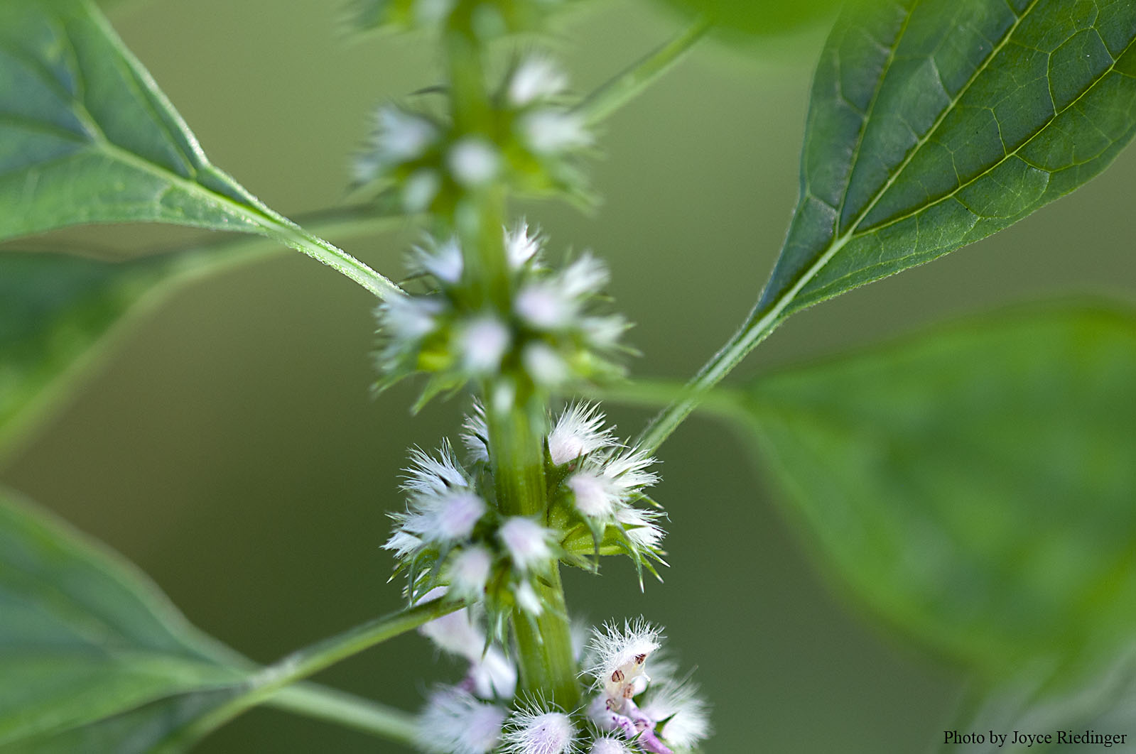 The Great Connection - Motherwort